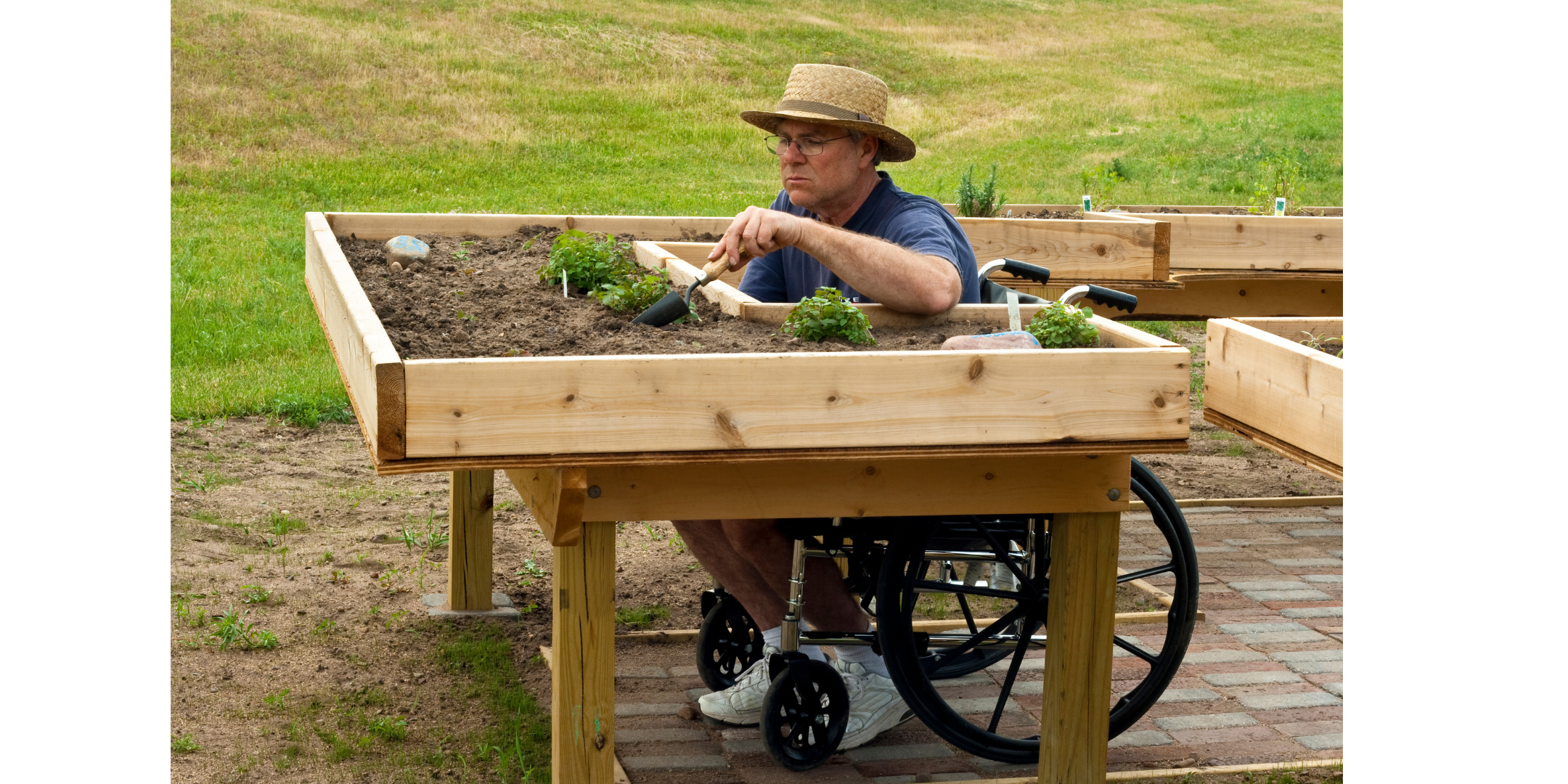 A man wearing a hat and glasses. using a wheelchair and planting seedlings in a raised garden bed.
